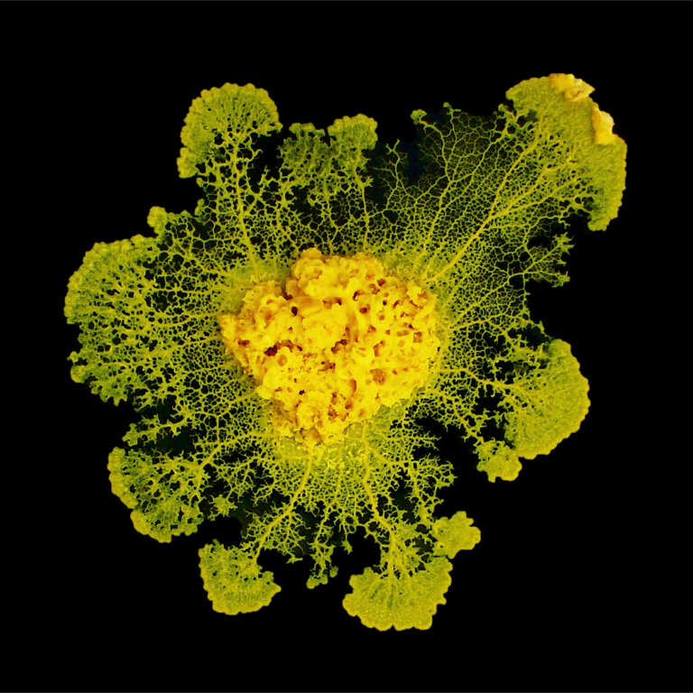 Development of the myxomycete, "Physarum polycephalum" aka blob