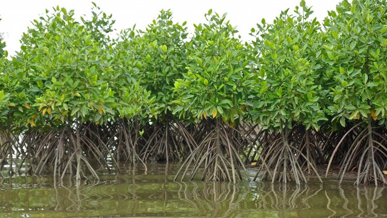 Mangrove plot replanted with the species "Rhizophora" in the Mahakam Delta, Indonesia