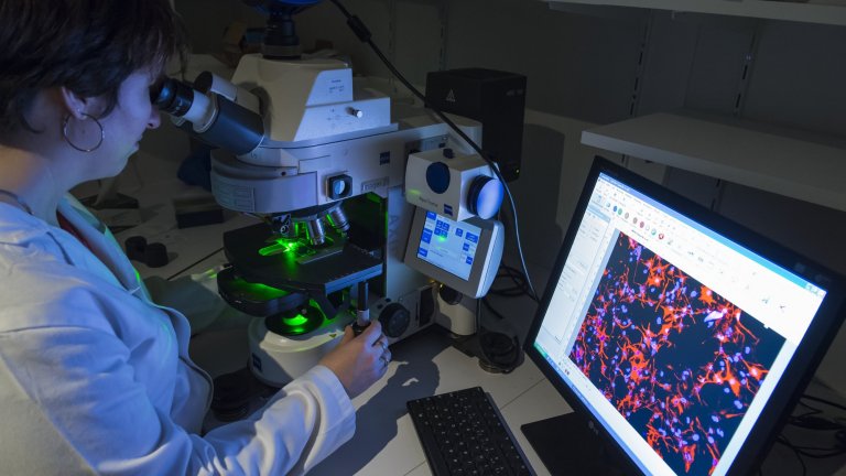 Observation et acquisition d’images de cellules neurales, au microscope à fluorescence. 