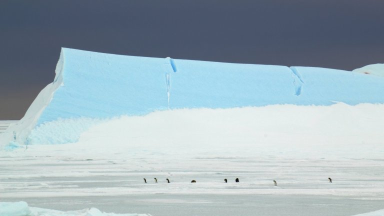 Bord du glacier de l’Astrolabe, banquise et manchots Adélie, à proximité de la station Dumont-d’Urville, en Antarctique. 
