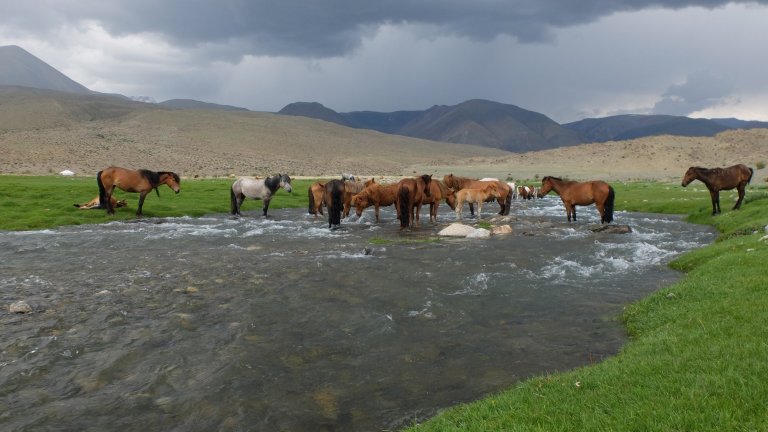 Horses crossing a river near the archaeological site of Burgast, Mongolia