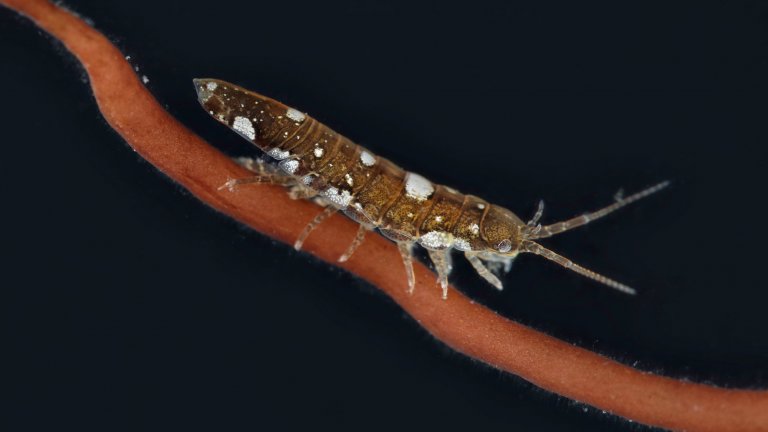 L’idotée (Idotea balthica) est un petit crustacé isopode, ici agrippé à une algue rouge Gracilaria gracilis.